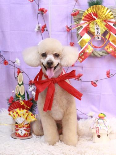 20230128チロくん